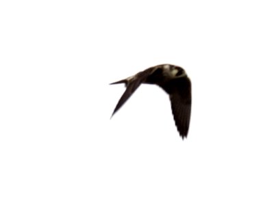(Falconiformes: Falconidae) Falco peregrinus, Pilgrimsfalk / Peregrine falcon