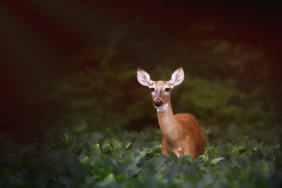 Mammal forest wild