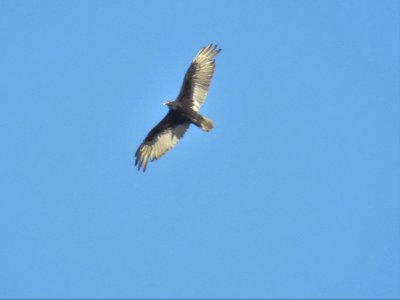 (Accipitriformes: Cathartidae) Cathartes aura, Kalkongam / Turkey vulture photo