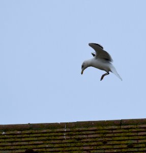 Seagull landing on the roof photo