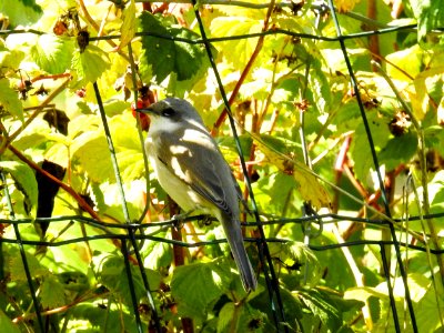 (Passeriformes: Sylviidae) Sylvia curruca, Ärtsångare / Lesser whitethroat photo