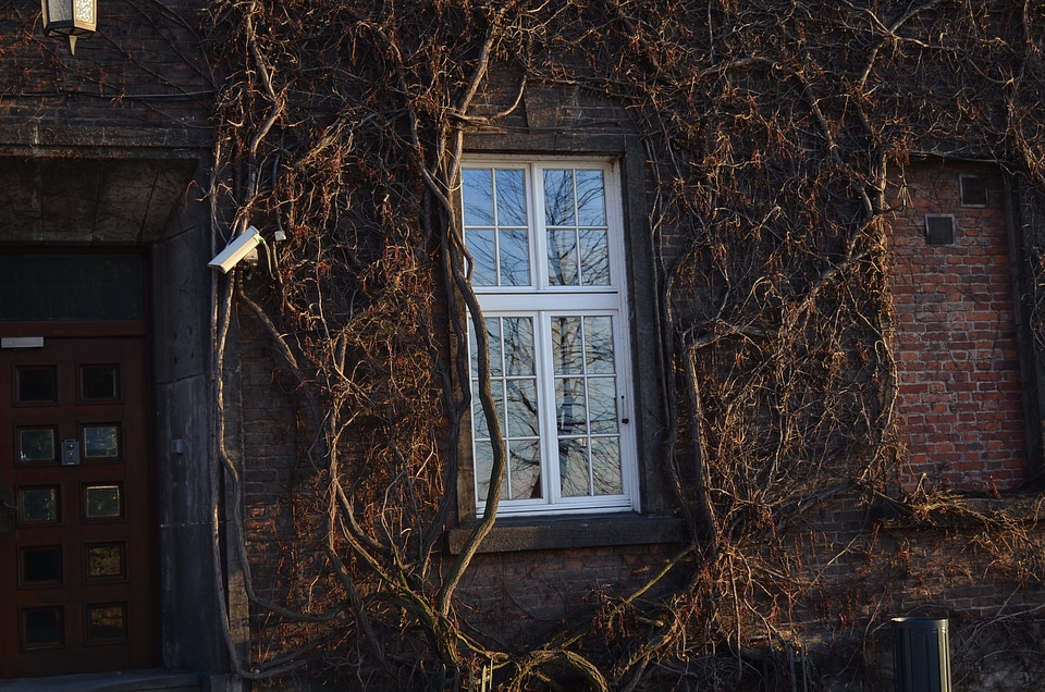 Plant window autumn
