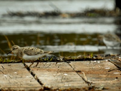 (Charadriiformes: Scolopacidae) Calidris temminckii, Mosnäppa / Temminck's stint