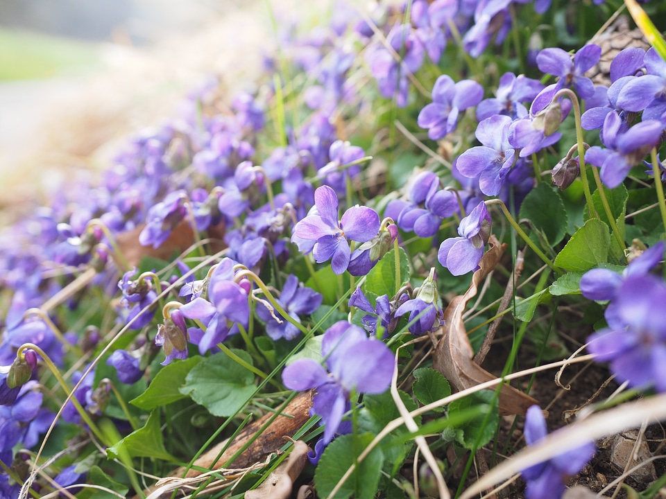 Blossom bloom viola odorata