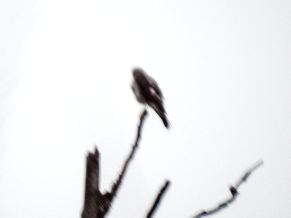 (Accipitriformes: Accipitridae) Accipiter nisus, Sparvhök / Sparrowhawk