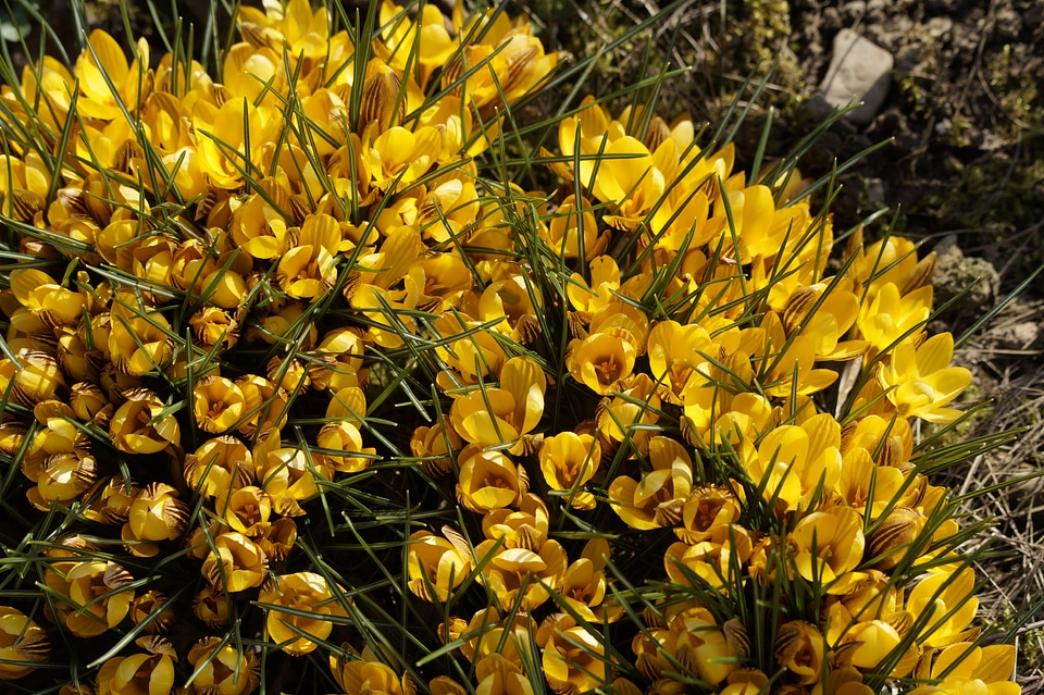 Early bloomer spring yellow photo