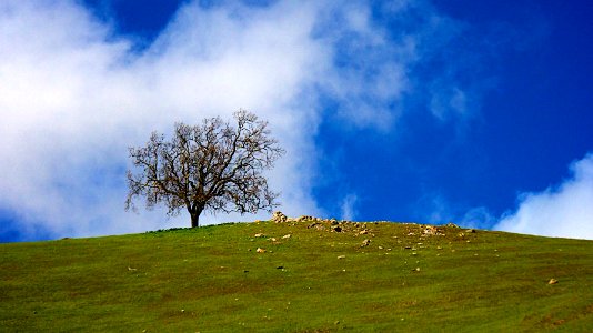 Tree on the Ridge