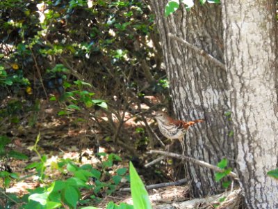 (Passeriformes: Mimidae) Toxostoma rufum, Rödbrun härmtrast / Brown thrasher