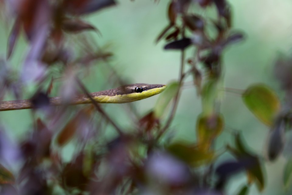 Garden Snake, Trinidad, Maracas Valley