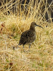 (Charadriiformes: Scolopacidae) Numenius phaeopus, Småspov / Whimbrel photo