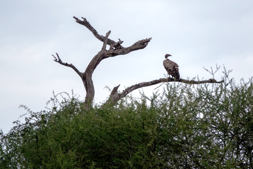 (Accipitriformes: Accipitridae) Gyps rueppelli, Rüppellgam / Rüppell's vulture