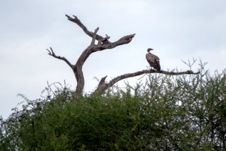 (Accipitriformes: Accipitridae) Gyps rueppelli, Rüppellgam / Rüppell's vulture