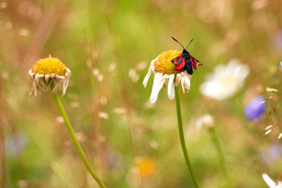 (Lepidoptera: Zygaenidae) Zygaena filipendulae, Sexfläckig bastardsvärmare / Six-spot burnet