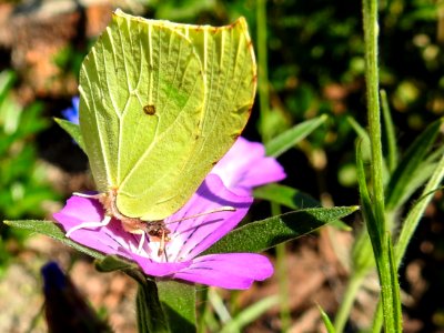 (Lepidoptera: Pieridae) Gonepteryx rhamni ♂, Citronfjäril / Brimstone