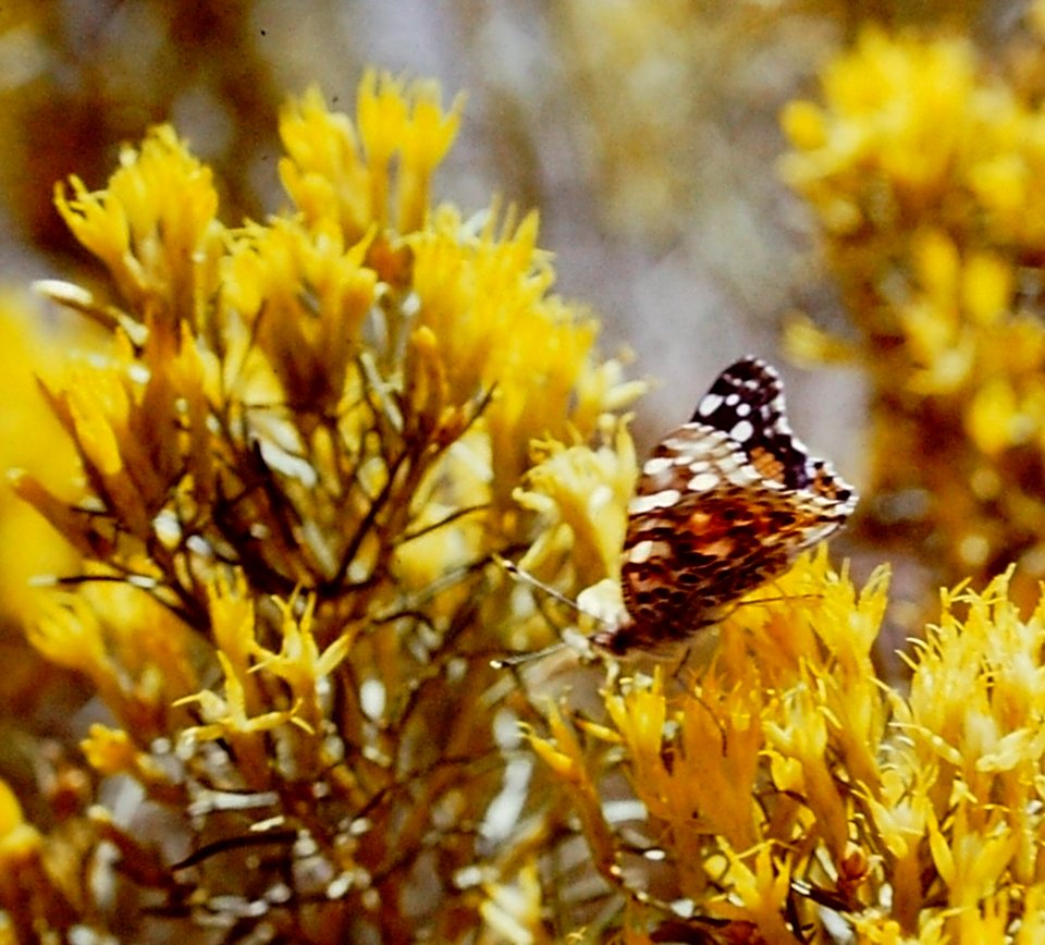 PtdLady Rabbitbrush