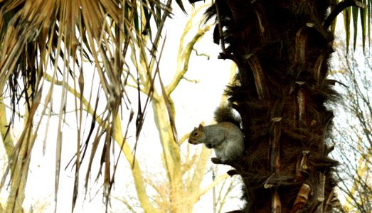 Squirrel on a look-out. photo