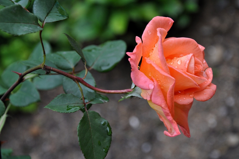 Amorousness garden orange