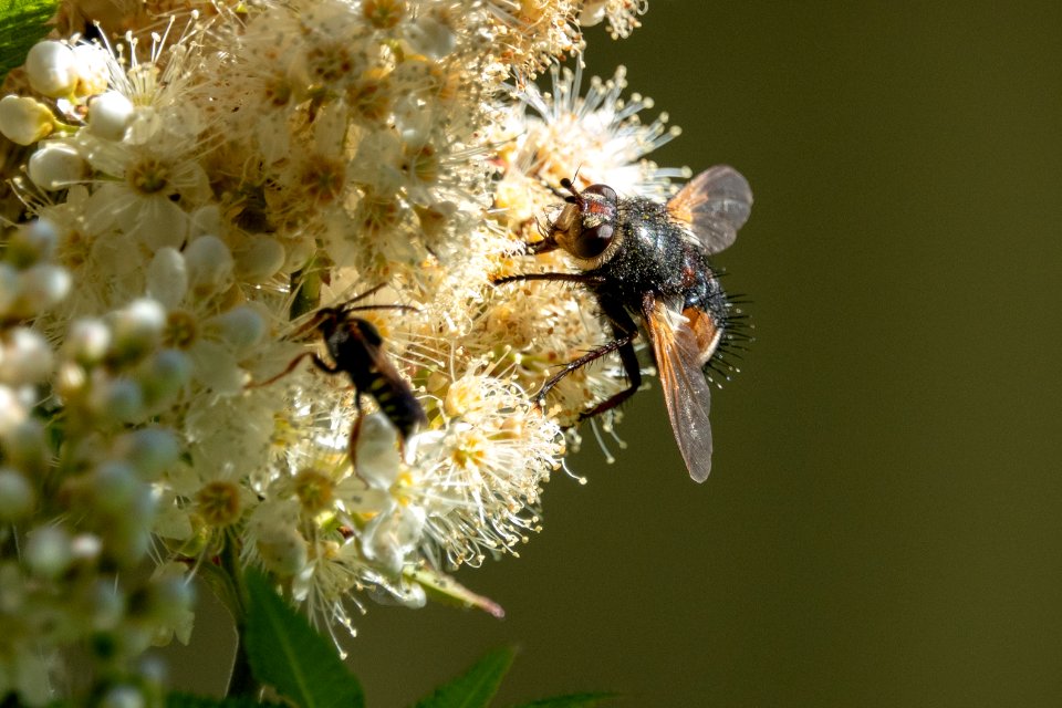 (Diptera: Tachinidae) Tachina fera ♂