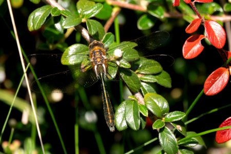 (Odonata: Corduliidae) Cordulia aenea, Guldtrollslända / Downy emerald