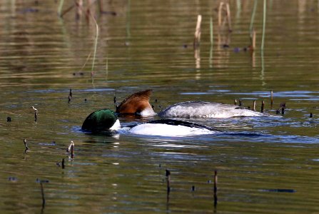 Mergus merganser Oulu 2016-05-06