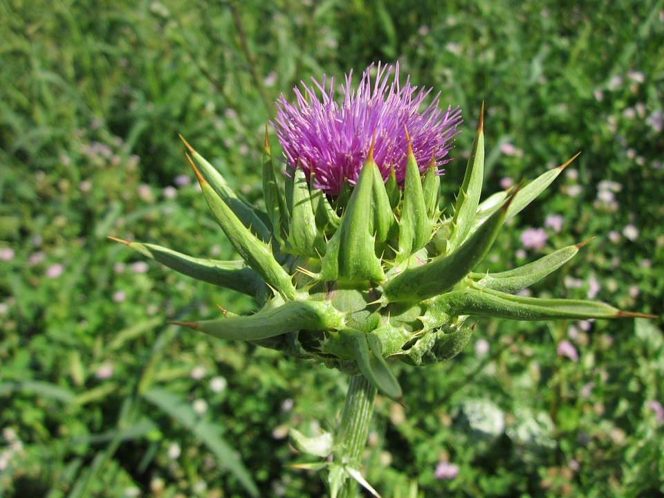 Blessed milk thistle marian thistle mary thistle