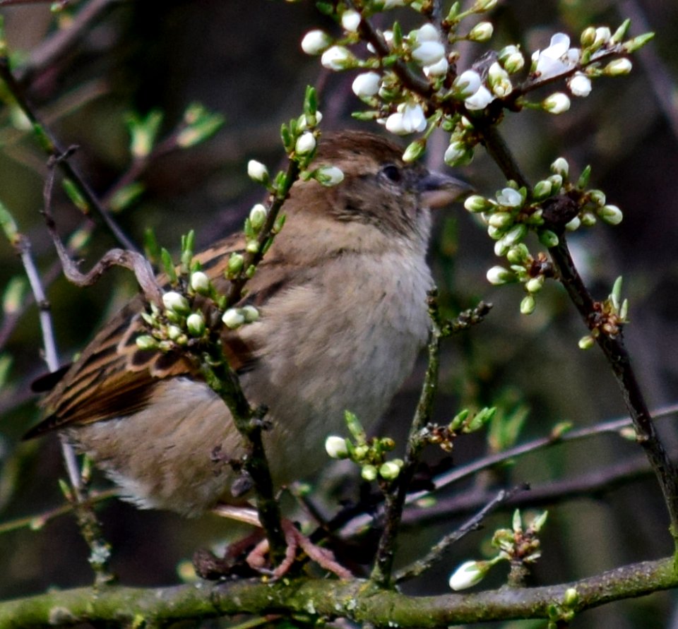 House Sparrow photo