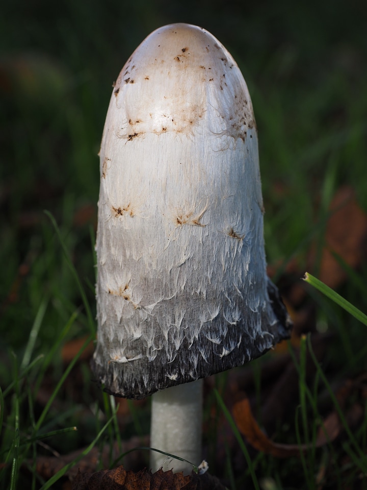 Coprinus comatus asparagus mushroom porcelain comatus