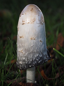 Coprinus comatus asparagus mushroom porcelain comatus photo