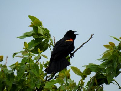 (Passeriformes: Icteridae) Agelaius phoeniceus, Rödvingetrupial / Red-winged blackbird
