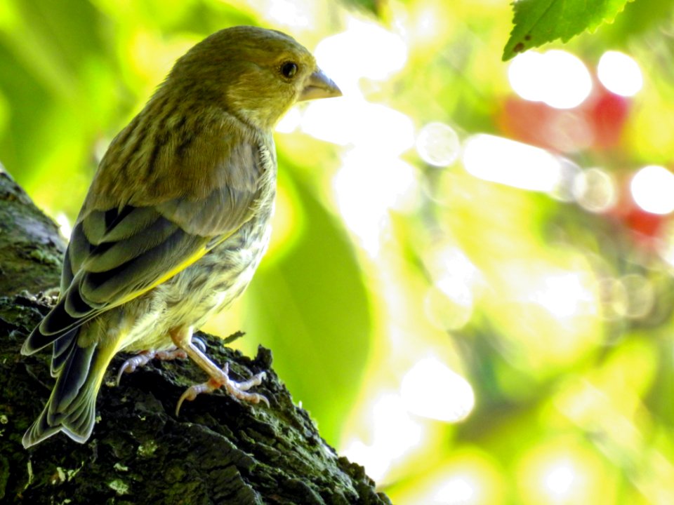 (Passeriformes: Fringillidae) Chloris chloris, Grönfink / Greenfinch