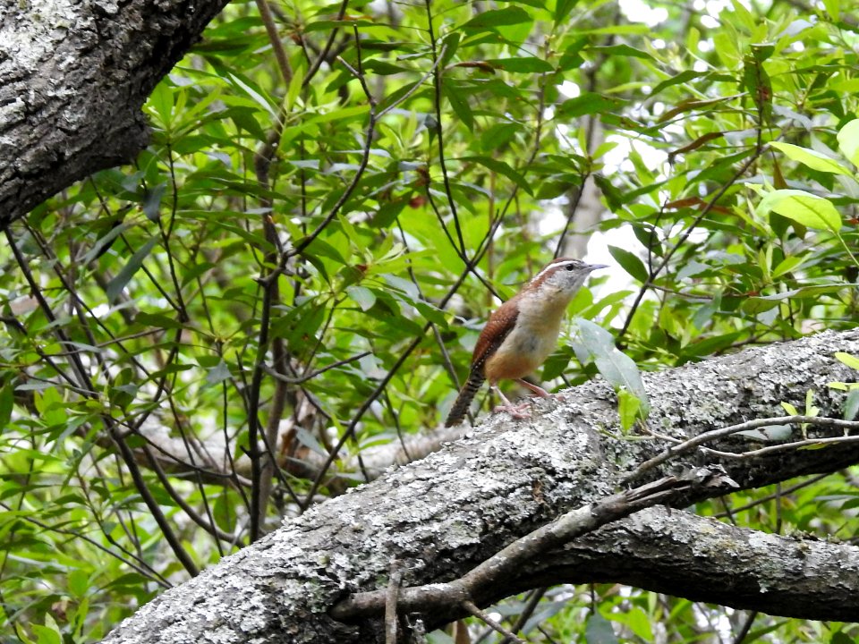 (Passeriformes: Troglodytidae) Thryothorus ludovicianus, Karolinagärdsmyg / Carolina wren