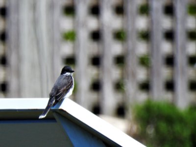 (Passeriformes: Tyrannidae) Tyrannus tyrannus, Östlig kungstyrann / Eastern kingbird