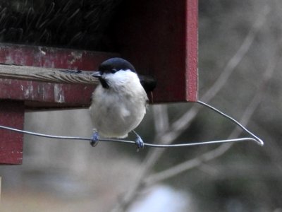 (Passeriformes: Paridae) Poecile palustris, Entita / Marsh tit