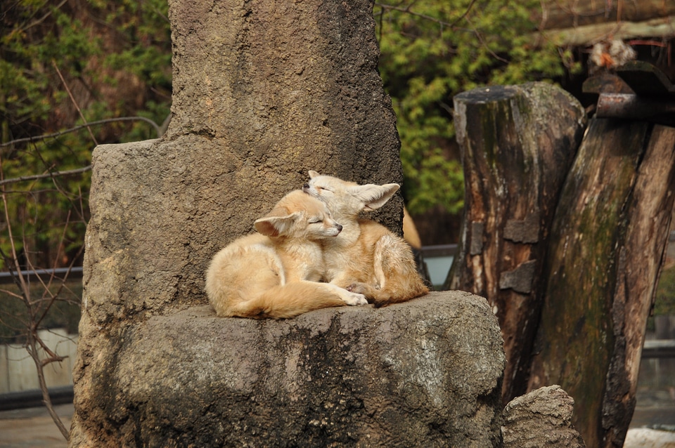 Zoo fennec fox autumn