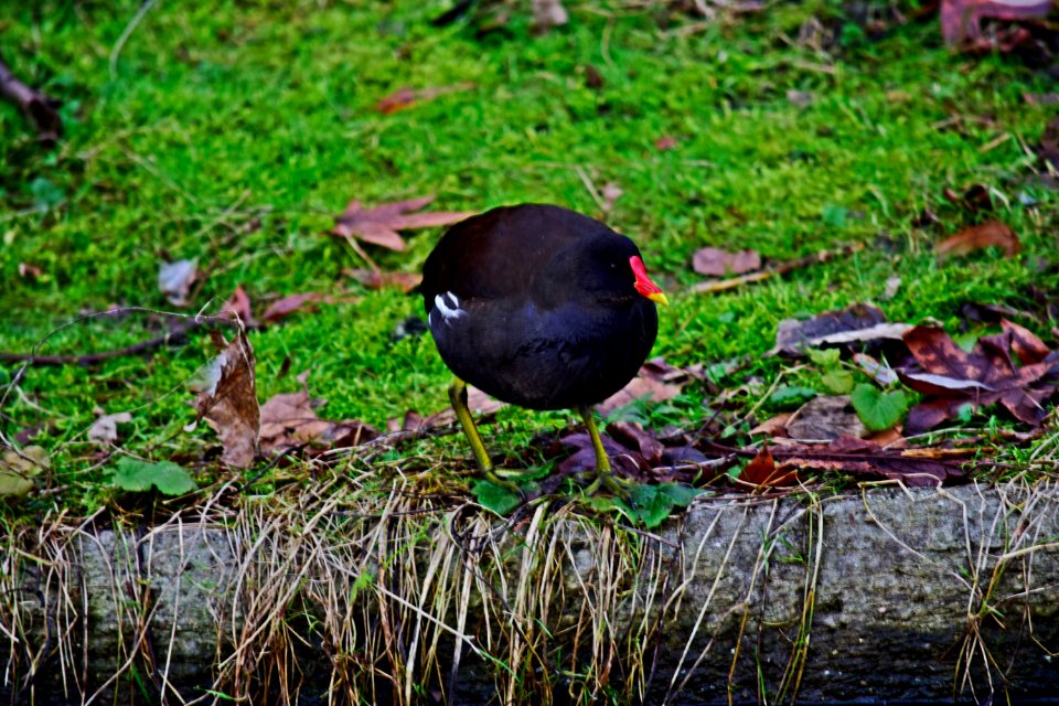 Moorhen bullied by ducks