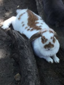 Zoo Animals