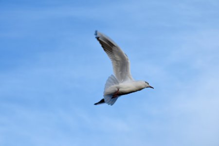 Seagulls in London photo