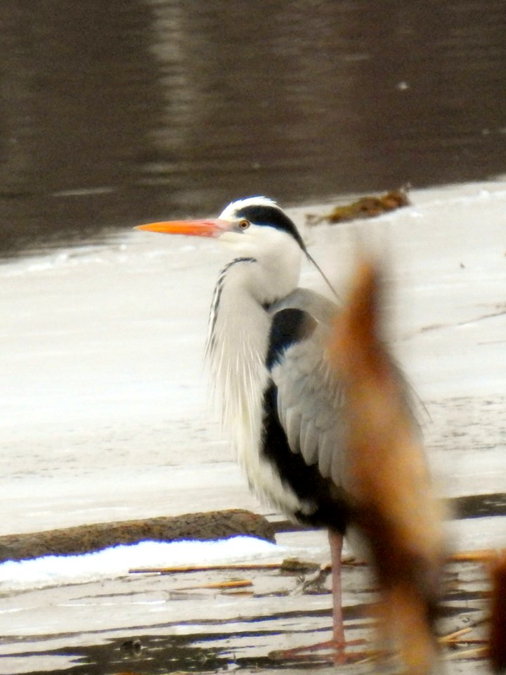 (Pelecaniformes: Ardeidae) Ardea cinerea, Gråhäger / Grey heron