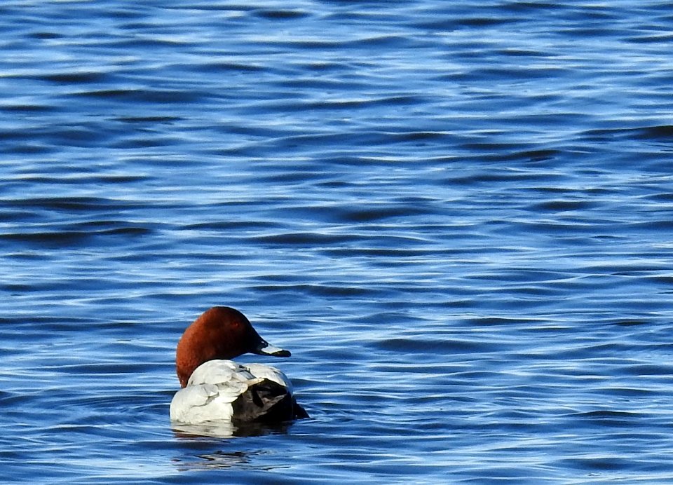 (Anseriformes: Anatidae) Aythya ferina, Brunand / Pochard