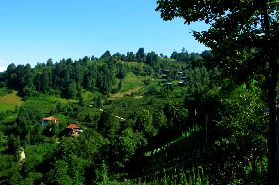 Başköy Senoz Çayeli