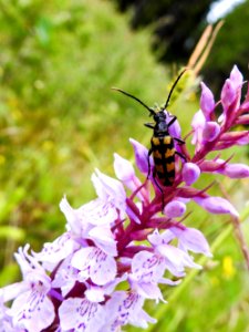 (Coleoptera: Cerambycidae) Leptura quadrifasciata ♀, Fyrbandad blombock / Four-banded longhorn beetle