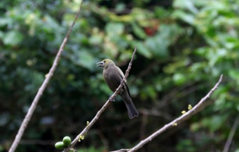 Palm Tanager, Maracas Valley, Trinidad