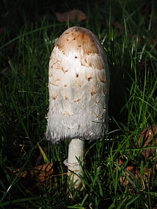 Coprinus comatus asparagus mushroom porcelain comatus photo