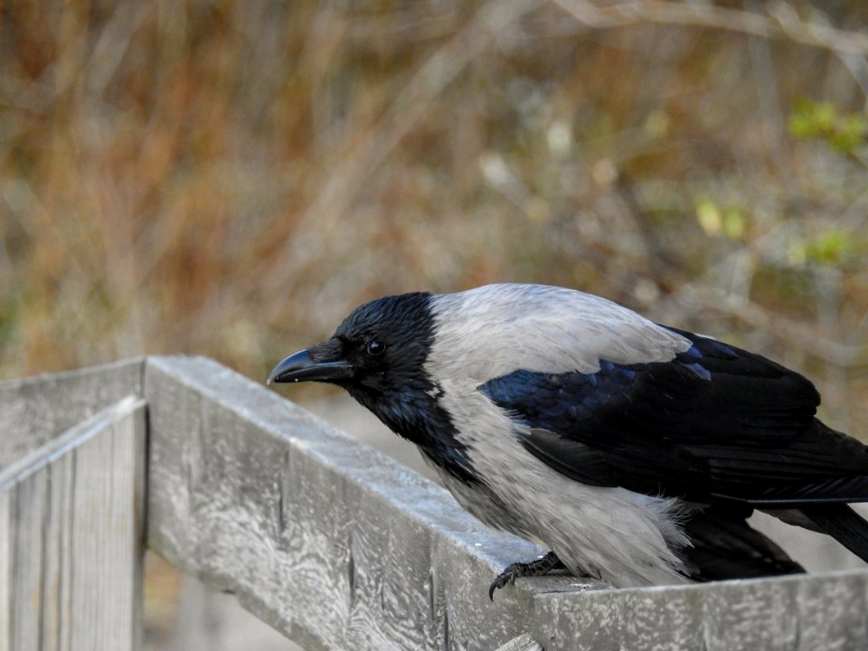 (Passeriformes: Corvidae) Corvus cornix, Kråka / Hooded crow