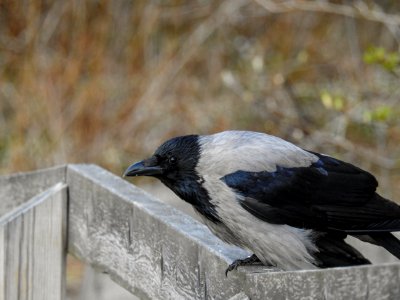 (Passeriformes: Corvidae) Corvus cornix, Kråka / Hooded crow photo
