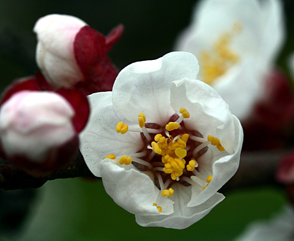 Peach flower spring flowering tree
