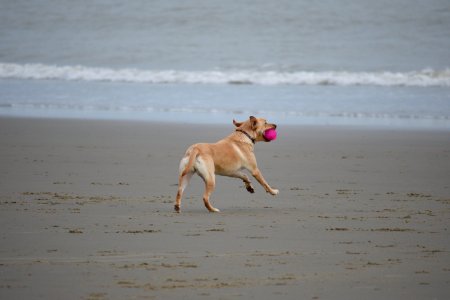 Ball playing