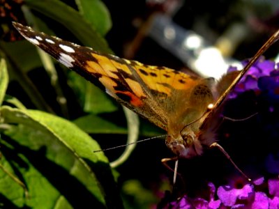 (Lepidoptera: Nymphalidae) Cynthia cardui, Tistelfjäril / Painted lady