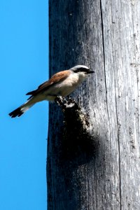 (Passeriformes: Laniidae) Lanius collurio, Törnskata / Red-backed shrike