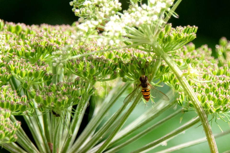 (Diptera: Syrphidae) Episyrphus balteatus, Flyttblomfluga / Marmalade hoverfly